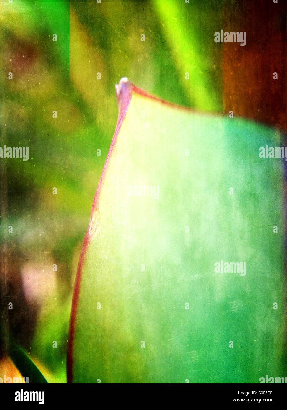 Close up of a red fringed leaf - Smartphone Captured Stock Image