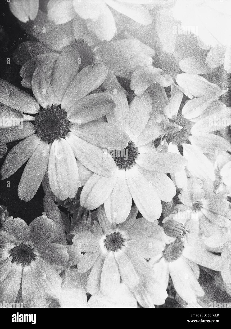 Monochrome flowers Stock Photo