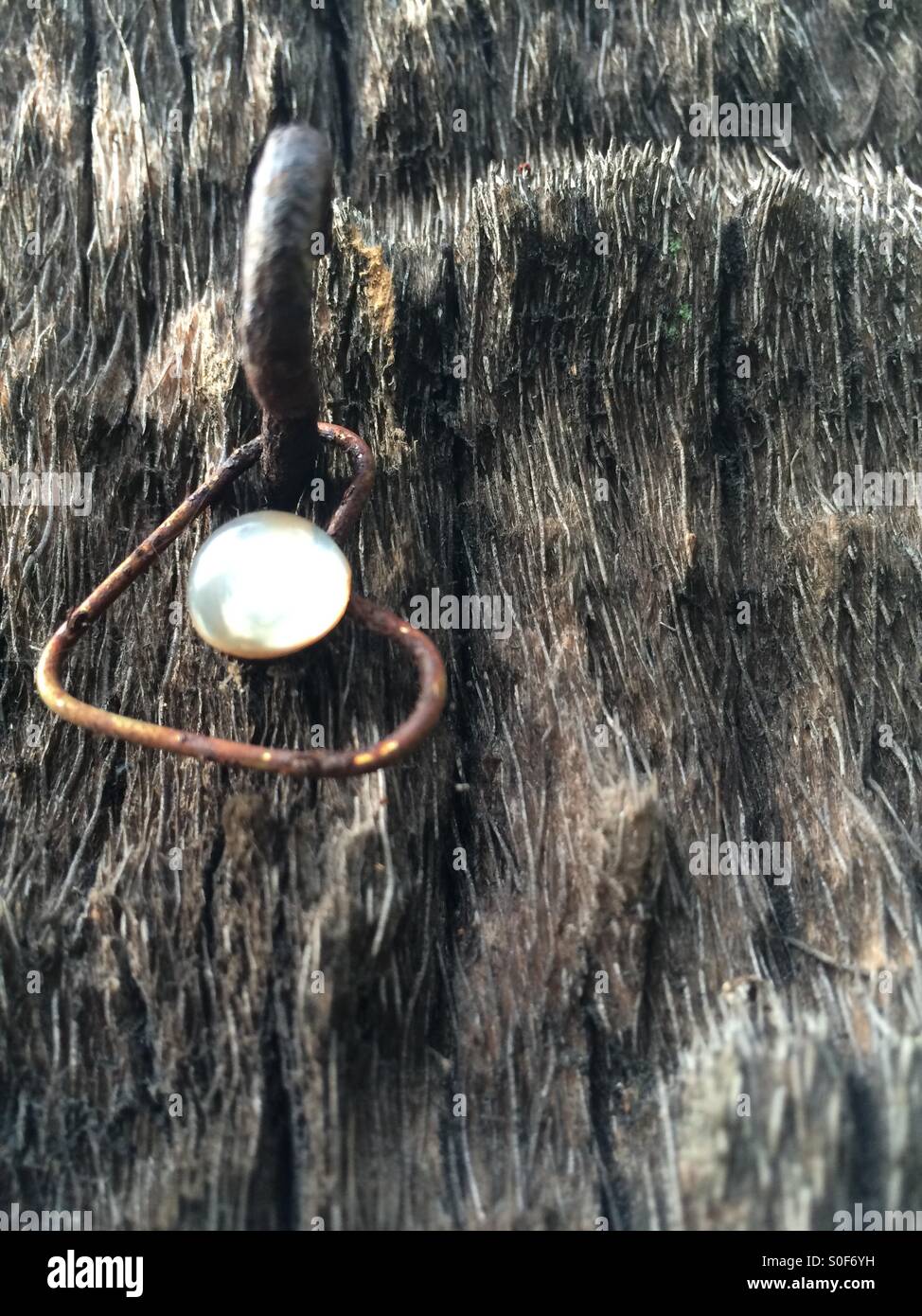 Heart of Palm Stock Photo Alamy