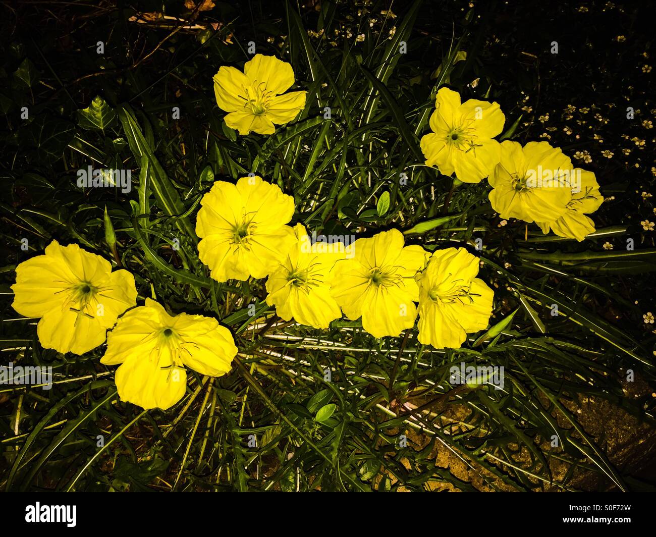 Nocturnal blooming hires stock photography and images Alamy