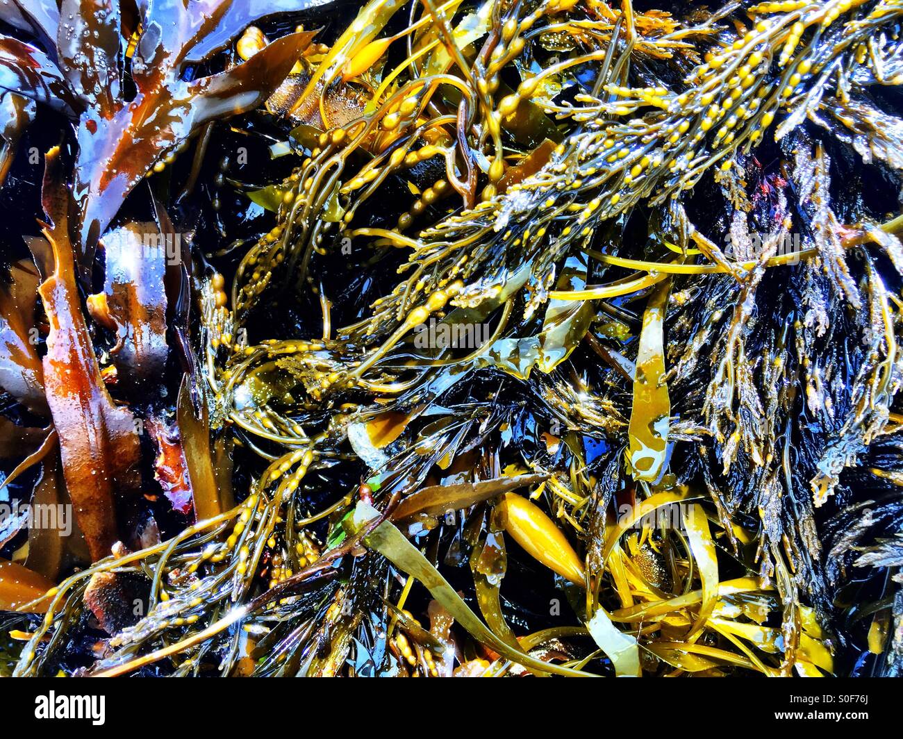Cornucopia of seaweeds and kelps rich in nutrients from the sea. Ocean Beach, San Francisco, California, USA. - Smartphone Captured Stock Image
