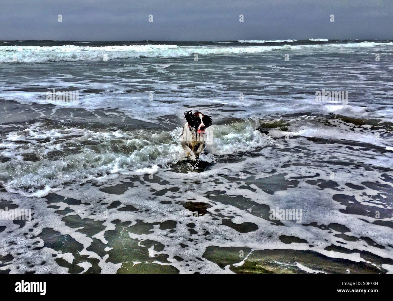 English Springer Spaniel retrieves ball from crashing surf. Ocean Beach, San Francisco, CA, USA. - Smartphone Captured Stock Image