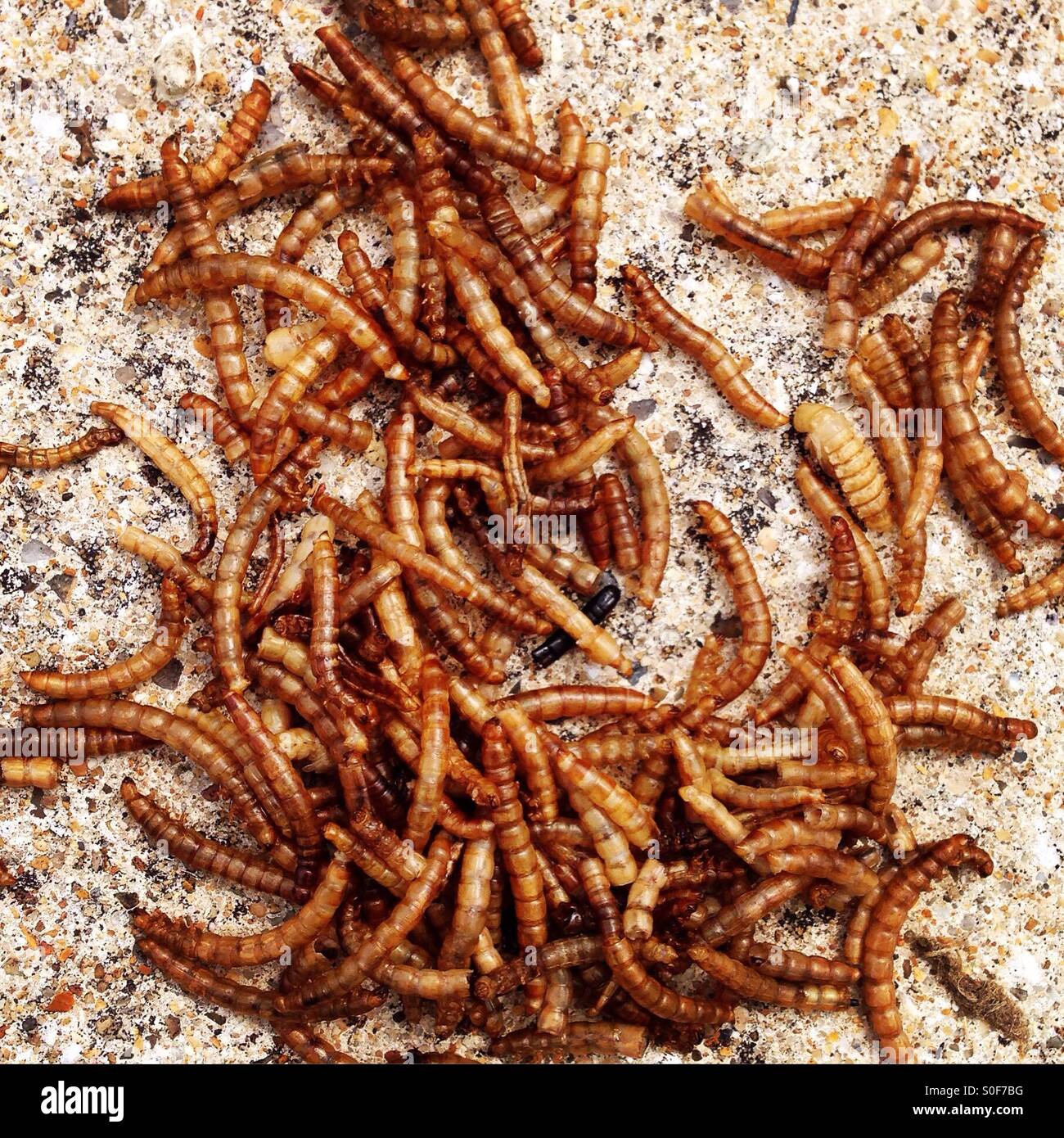 Dried mealworms hires stock photography and images Alamy