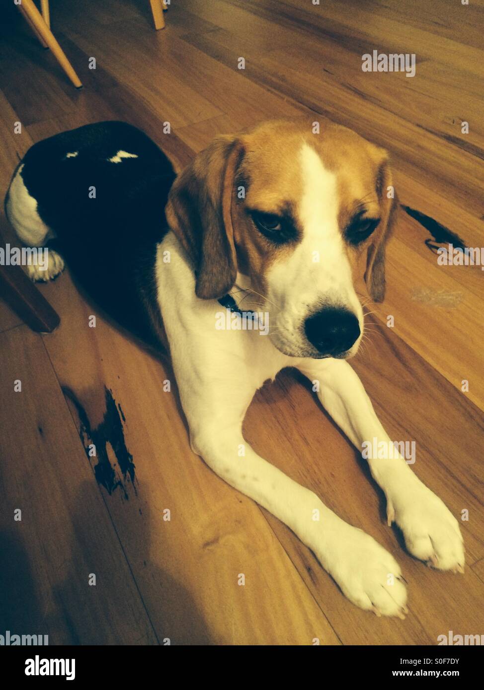 Dog sulking hi res stock photography and images Alamy