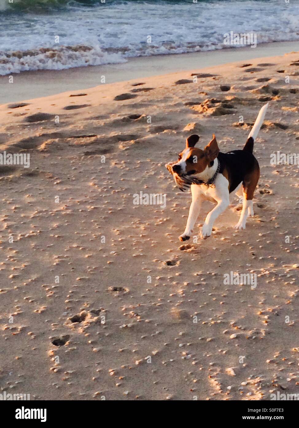 True to his beagle nature Stock Photo