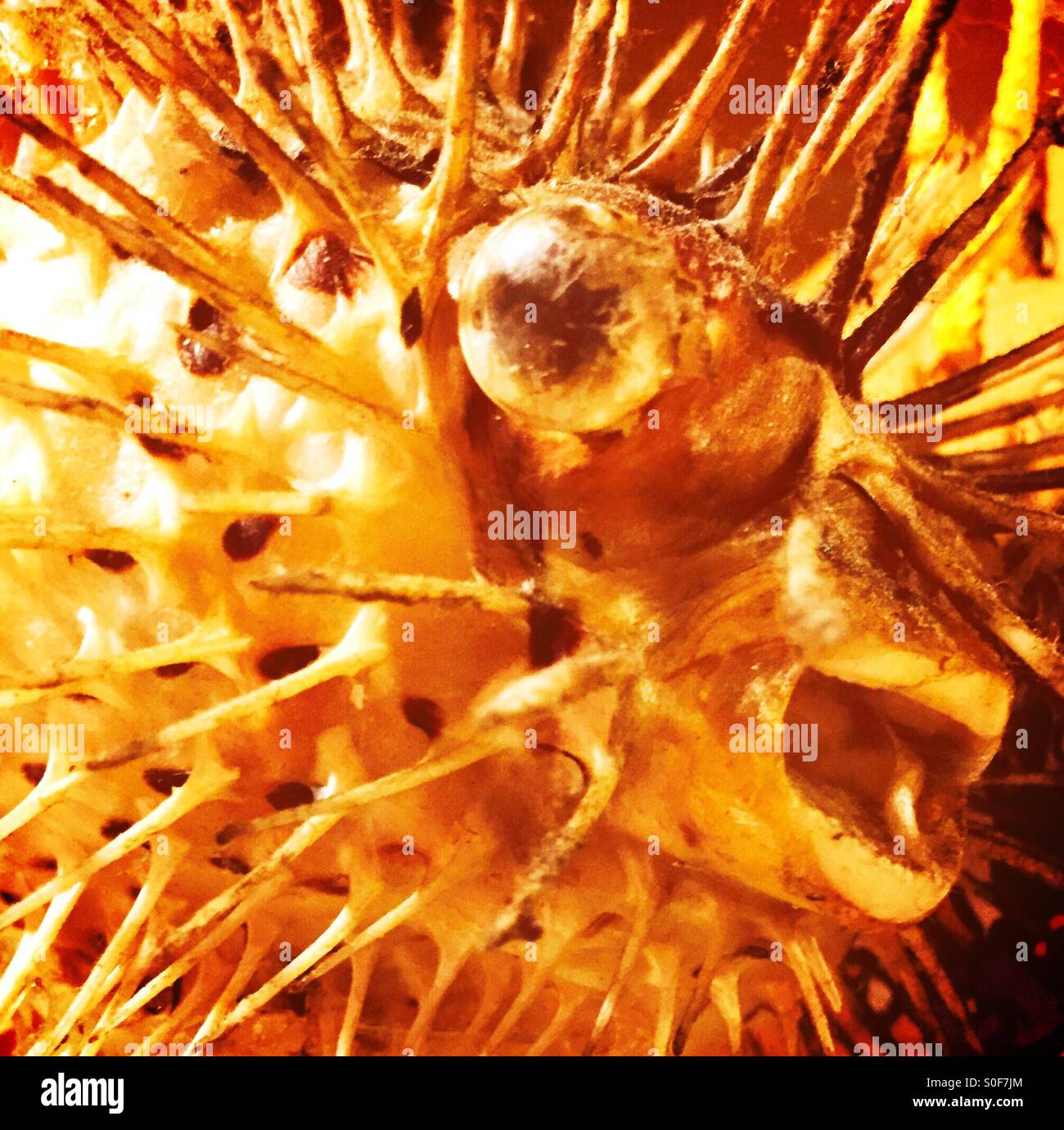 Dried fugu (pufferfish). Stock Photo