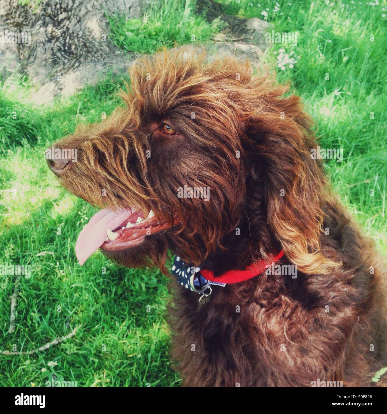 Chocolate brown labradoodle dog - Smartphone Captured Stock Image