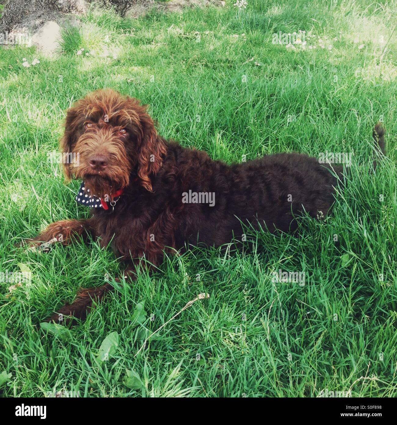 Brown labradoodle dog looking at the camera - Smartphone Captured Stock Image
