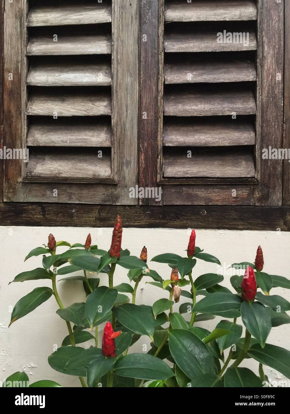 Flowers and old wooden windows Stock Photo - Alamy