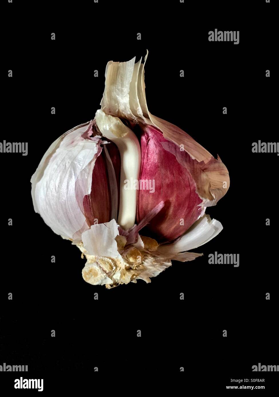 A Opened Garlic Bulb - Smartphone Captured Stock Image