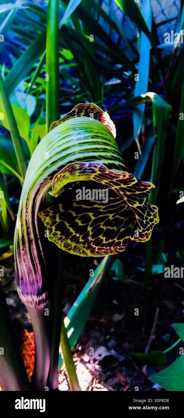 Cobra Lilly Unfurling - Smartphone Captured Stock Image