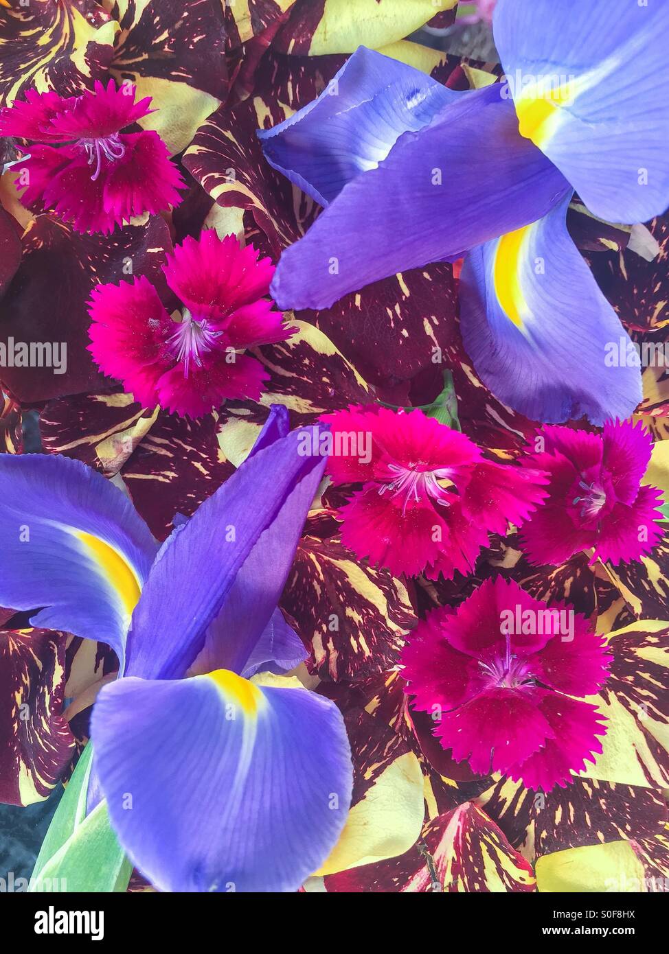 An array of flowers . Stock Photo
