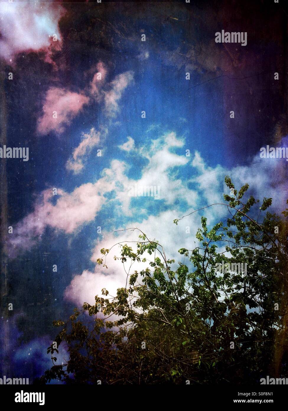 Trees against a blue sky - Smartphone Captured Stock Image