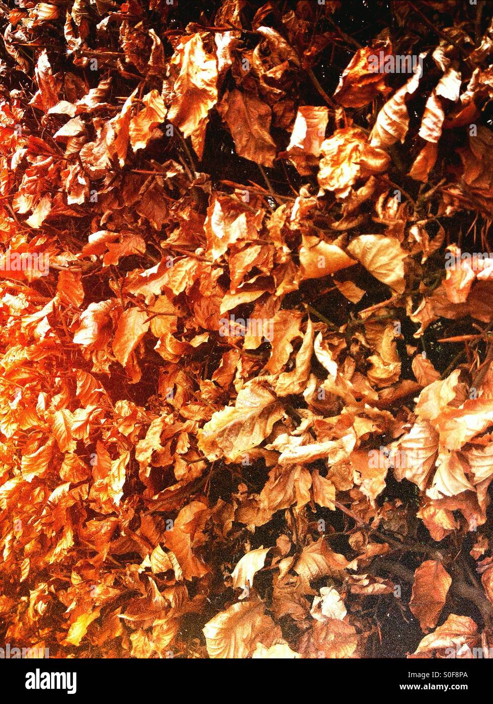 Autumn leaves Stock Photo