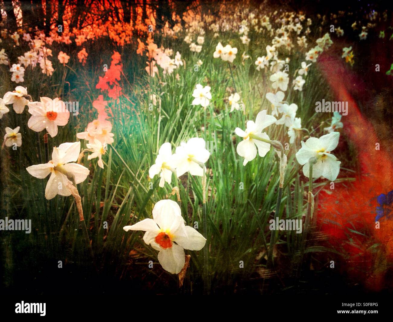 Spring daffodils - Smartphone Captured Stock Image