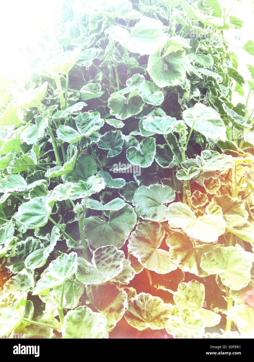 Geranium leaves - Smartphone Captured Stock Image