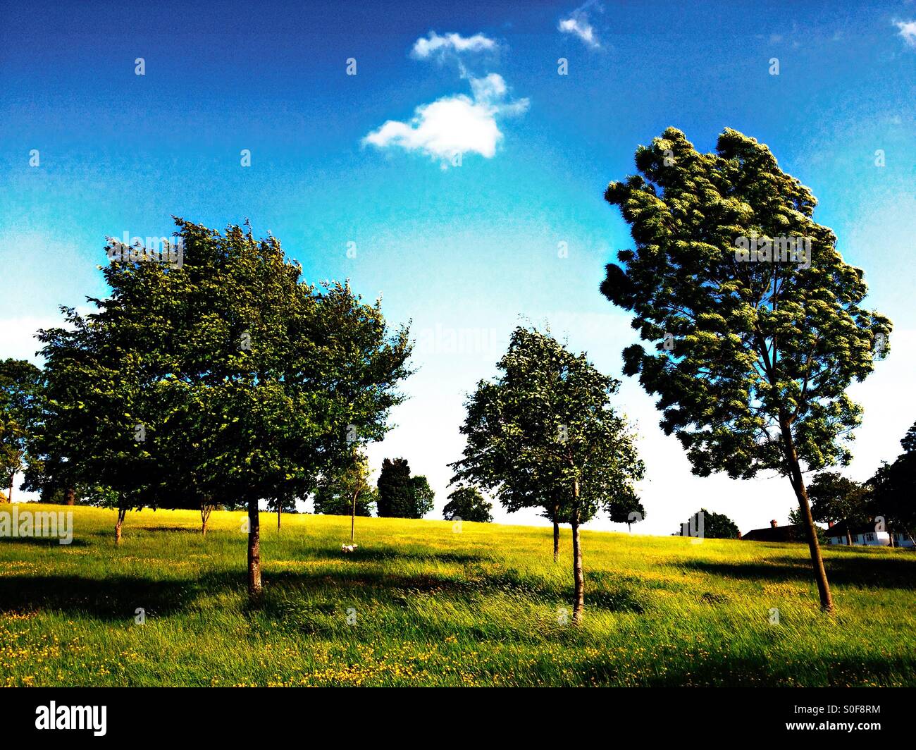 Trees in a field with cloud in blue sky Stock Photo - Alamy