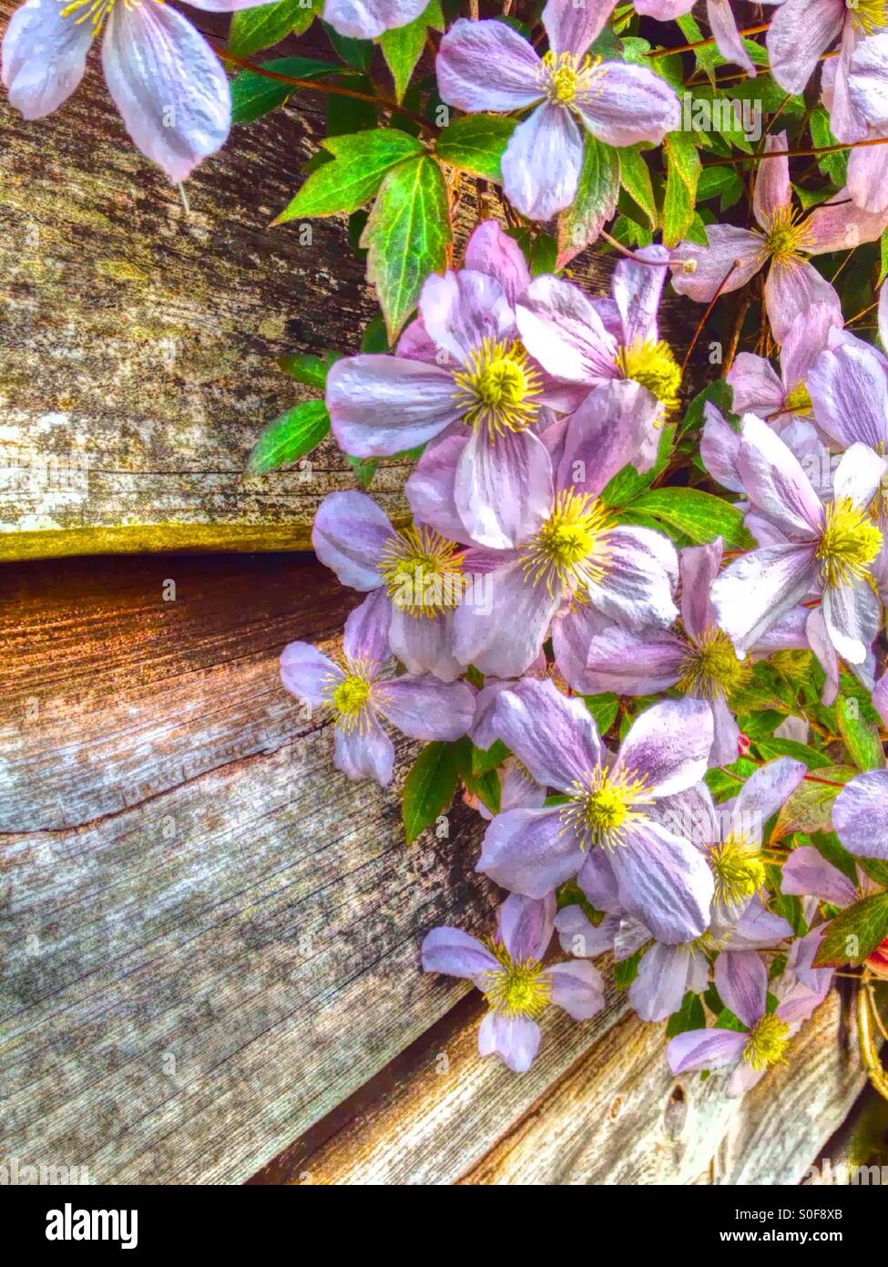 Climbing clematis - Smartphone Captured Stock Image