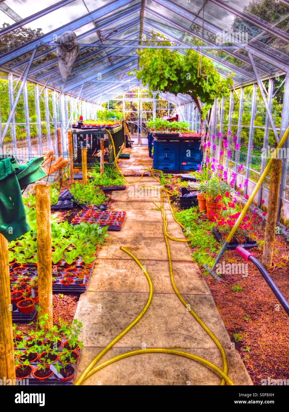 Greenhouse - Smartphone Captured Stock Image