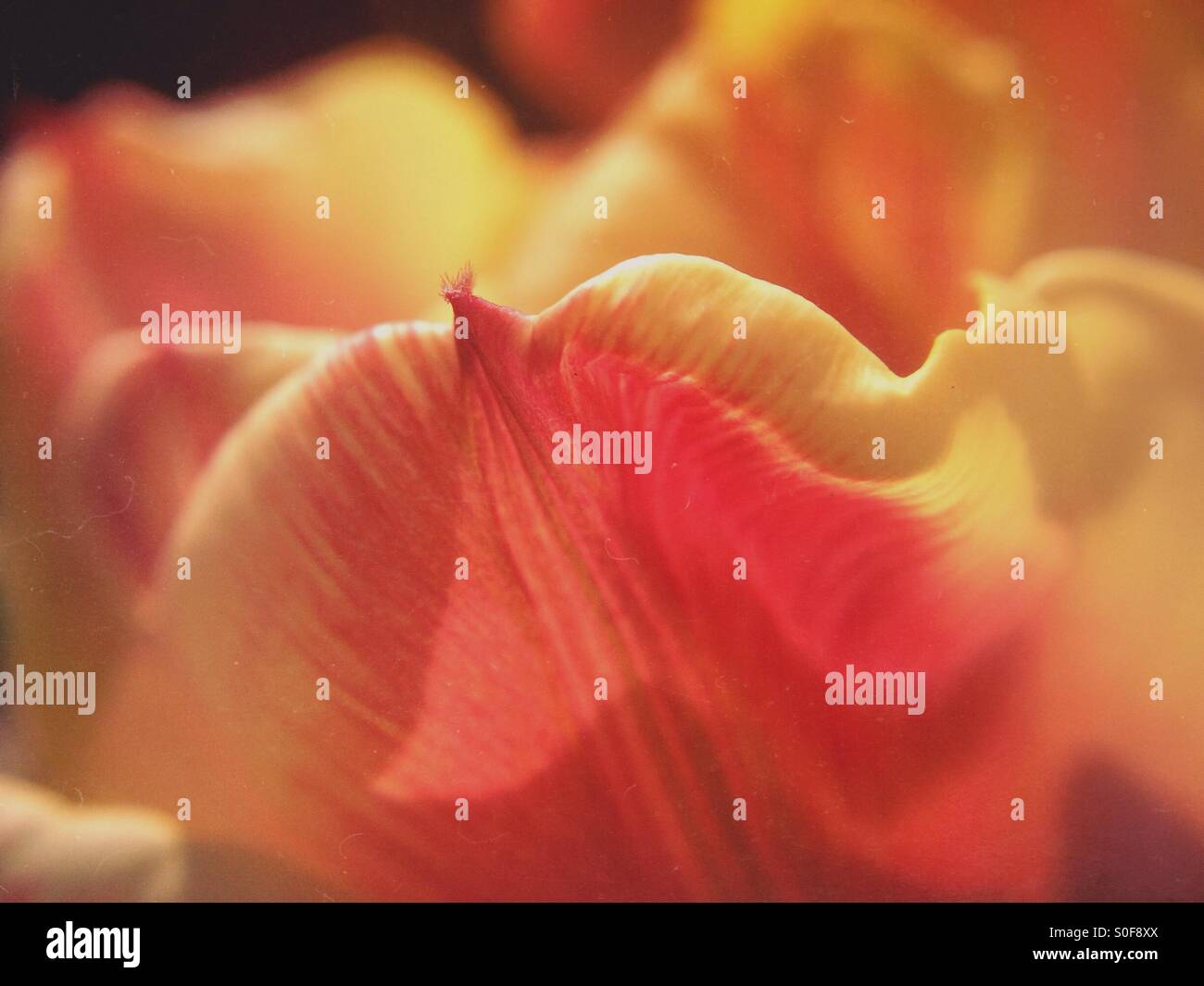 Tulip petals - Smartphone Captured Stock Image