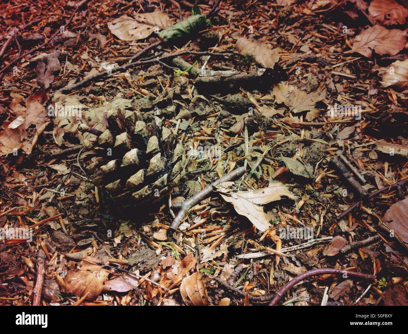 Pine cone - Smartphone Captured Stock Image