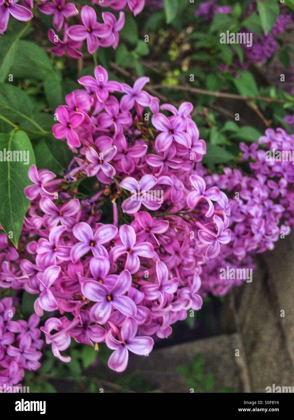 Blossom flower - Smartphone Captured Stock Image