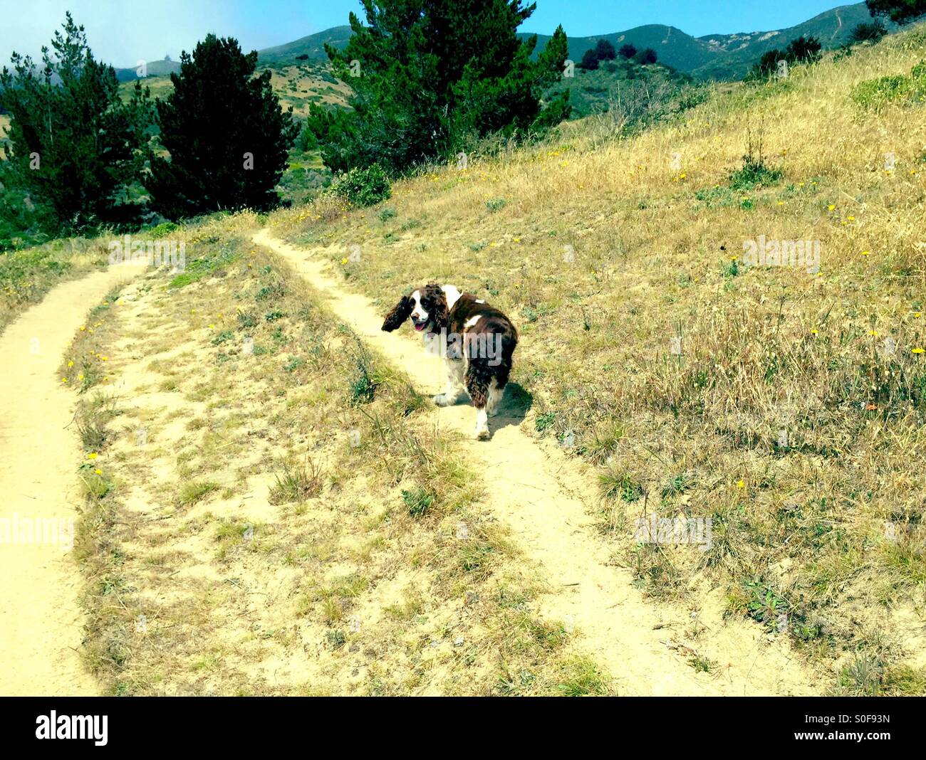 English Springer Spaniel happily on her way and turns for approval on a Northern California coastal mountain fire trail. - Smartphone Captured Stock Image