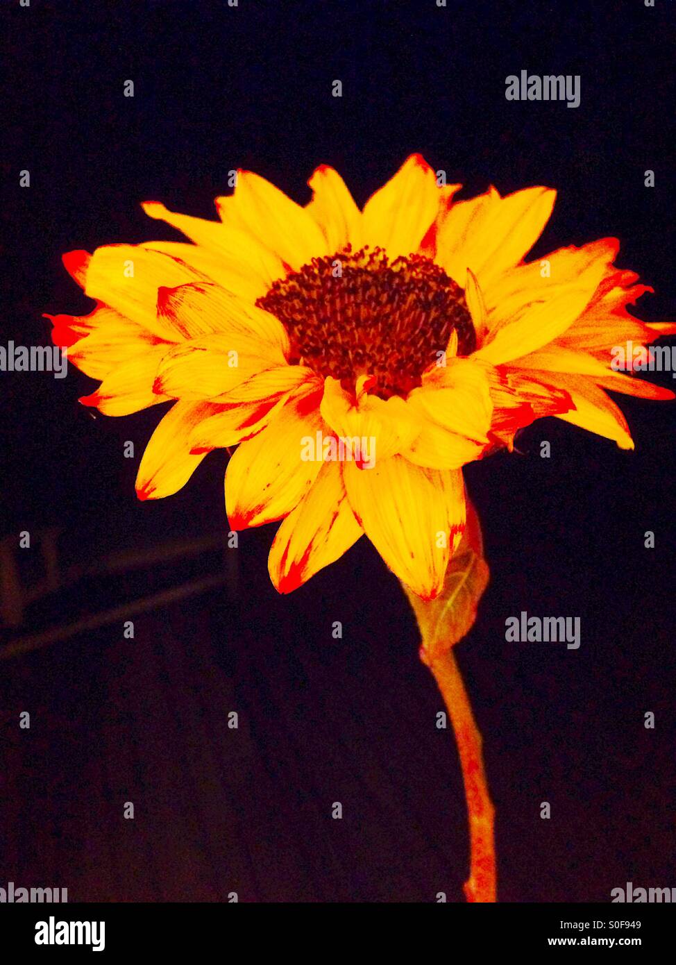 Yellow and orange sunflower, black background - Smartphone Captured Stock Image