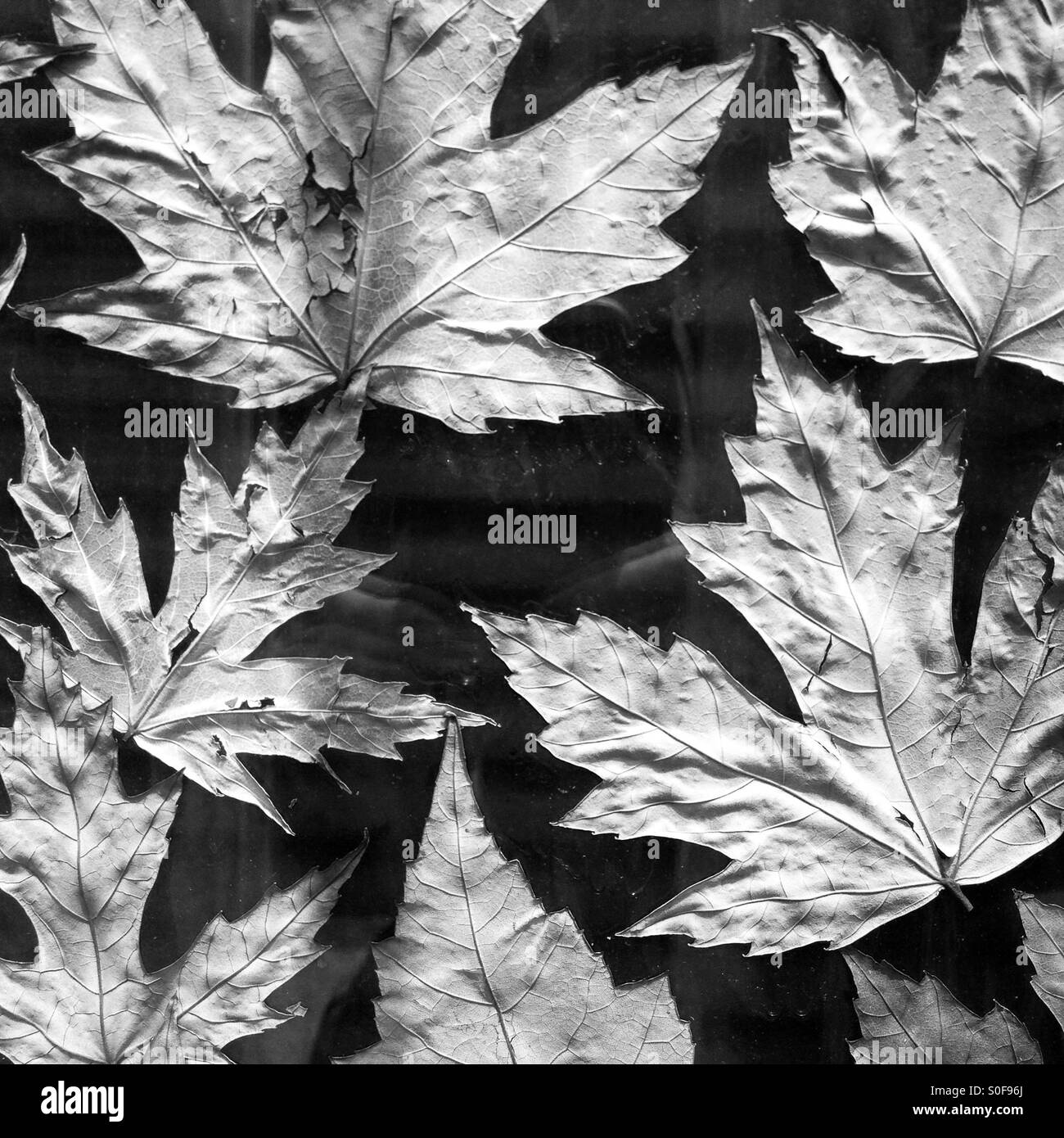 Dead leaves - Smartphone Captured Stock Image