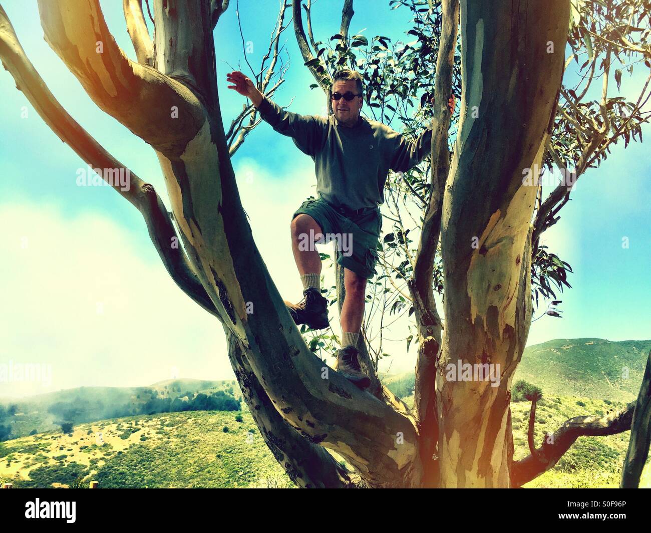 Walking along a eucalyptus treetop, in the coastal mountains above the coastal fog. McNee Ranch. California, USA. - Smartphone Captured Stock Image