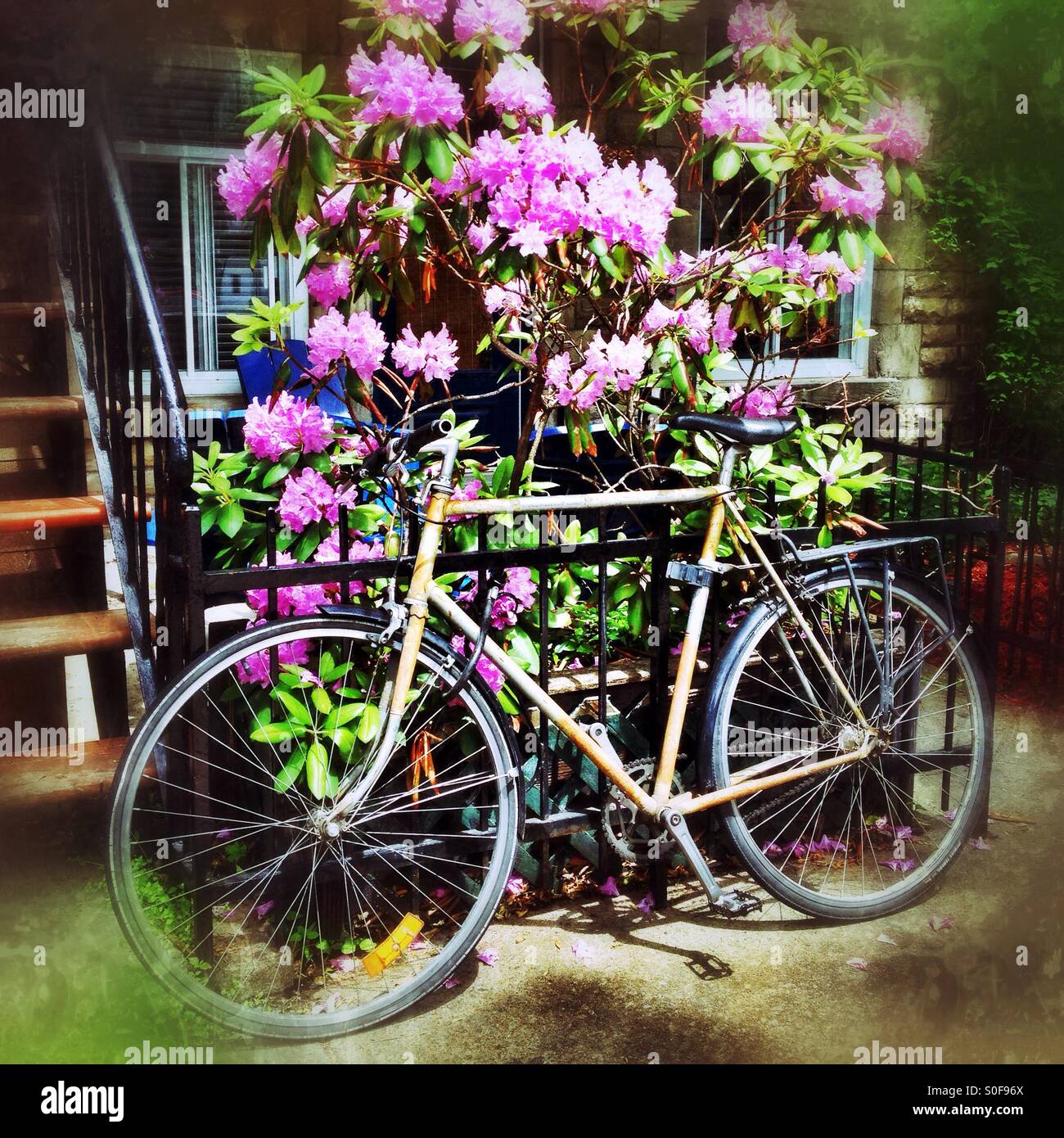 Bicycle - Smartphone Captured Stock Image