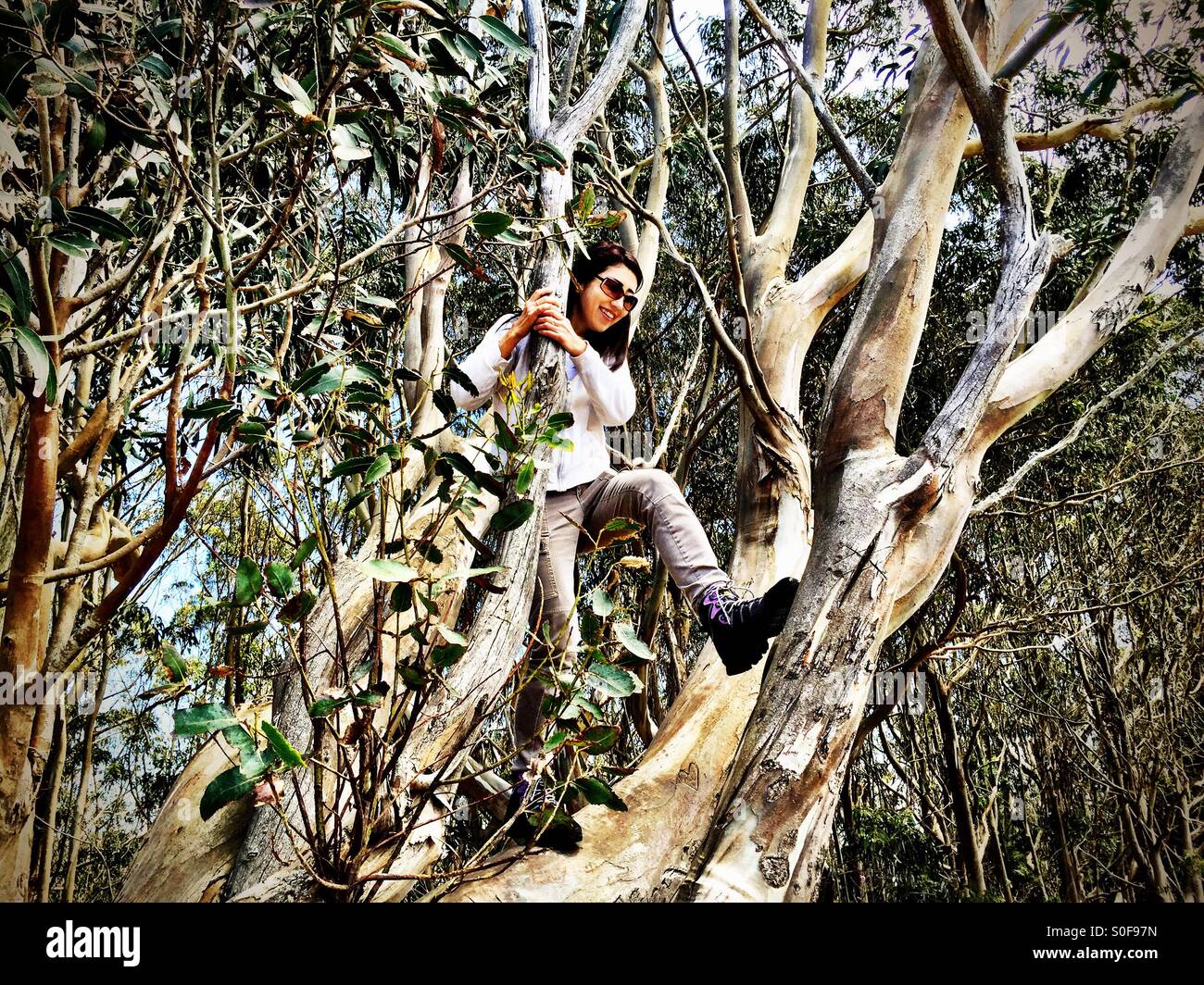 Young woman walking atop branches of a tall Eucalyptus tree in Northern California. McNee Ranch State Park. USA. - Smartphone Captured Stock Image