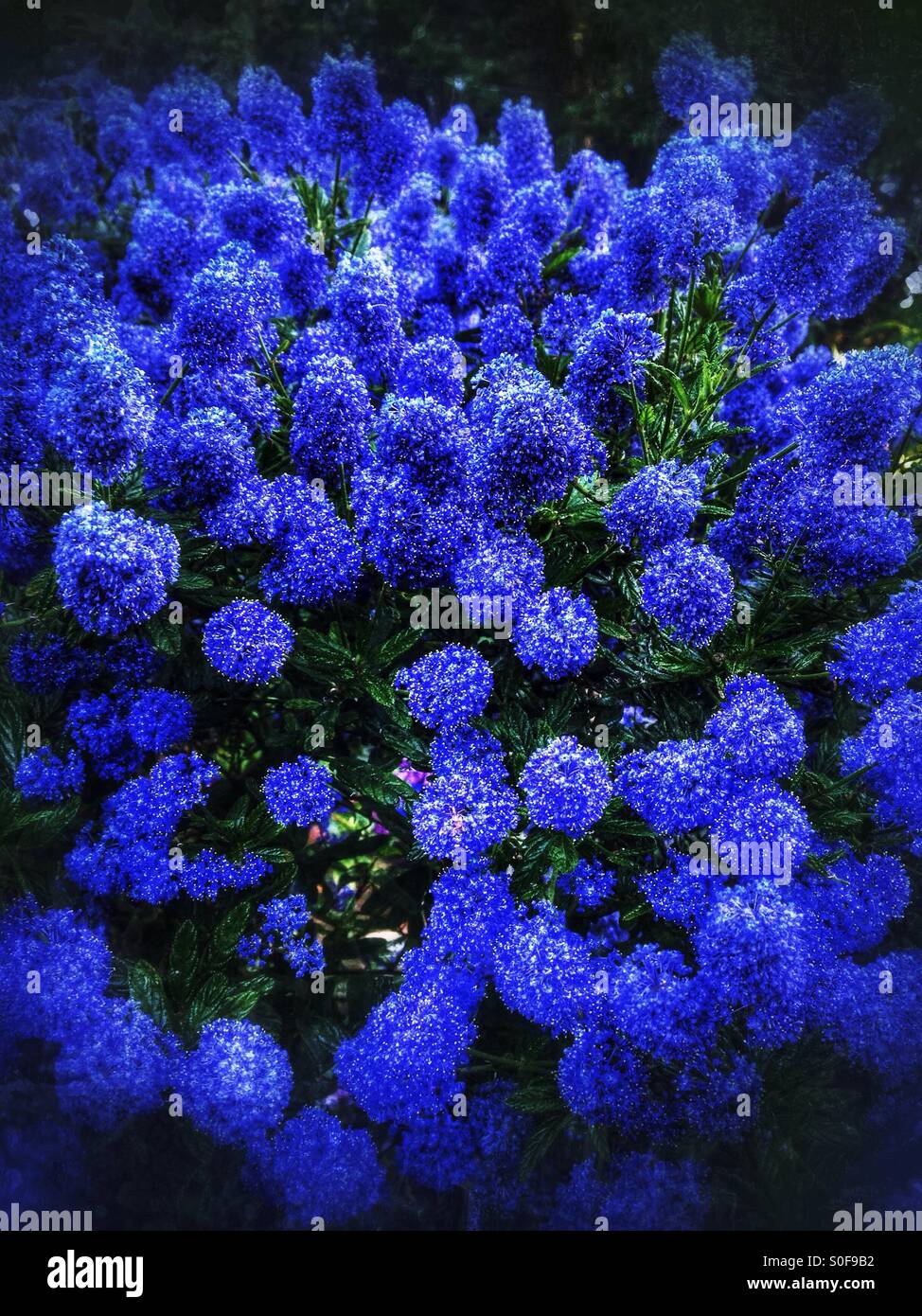 Ceanothus bush growing in a garden. Lincolnshire, England. - Smartphone Captured Stock Image