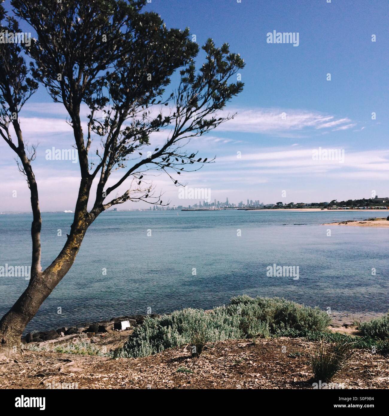 Tree, Port Phillip Bay, Melbourne city skyline in distance Stock Photo