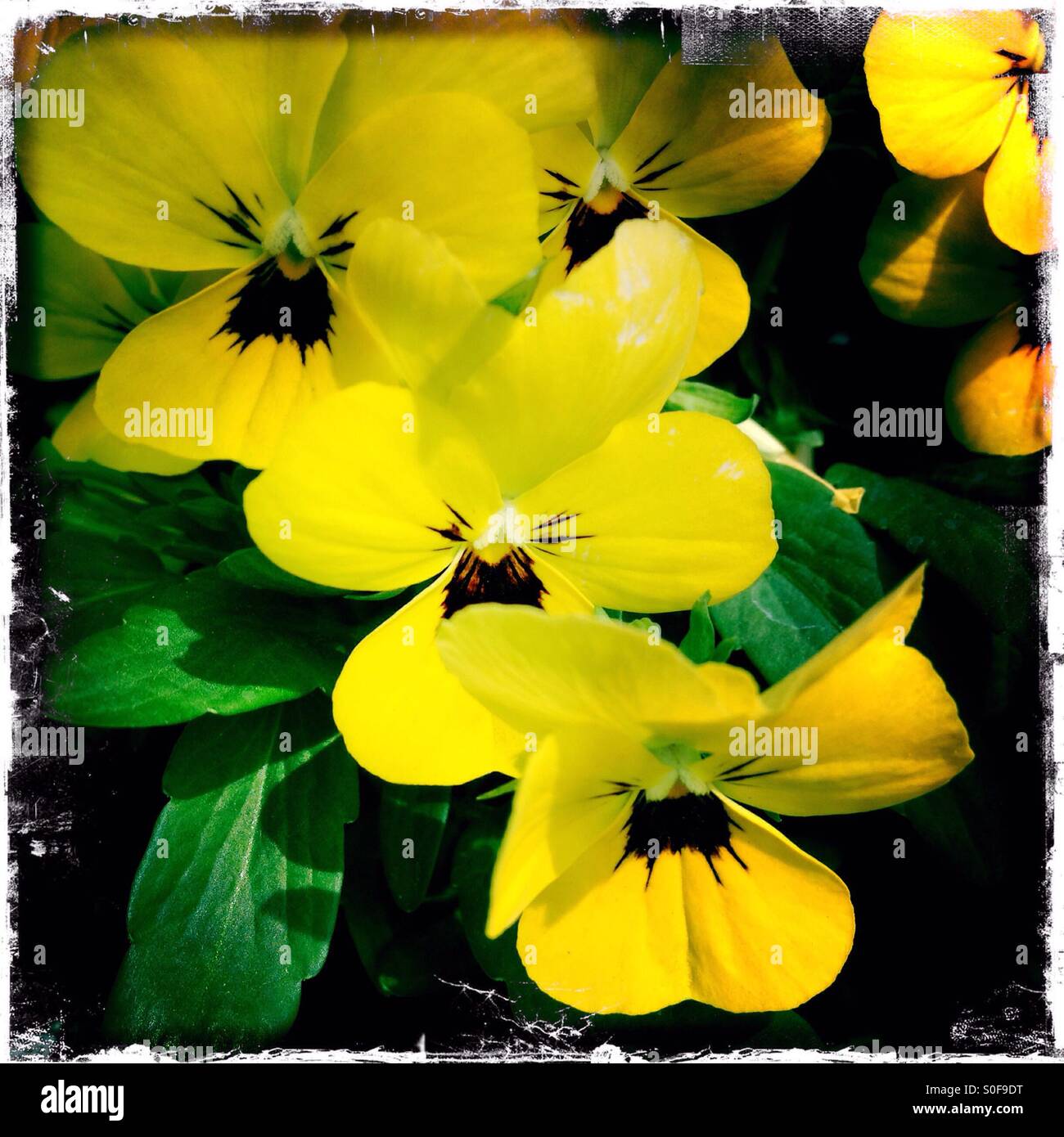 Yellow Flowers - Smartphone Captured Stock Image