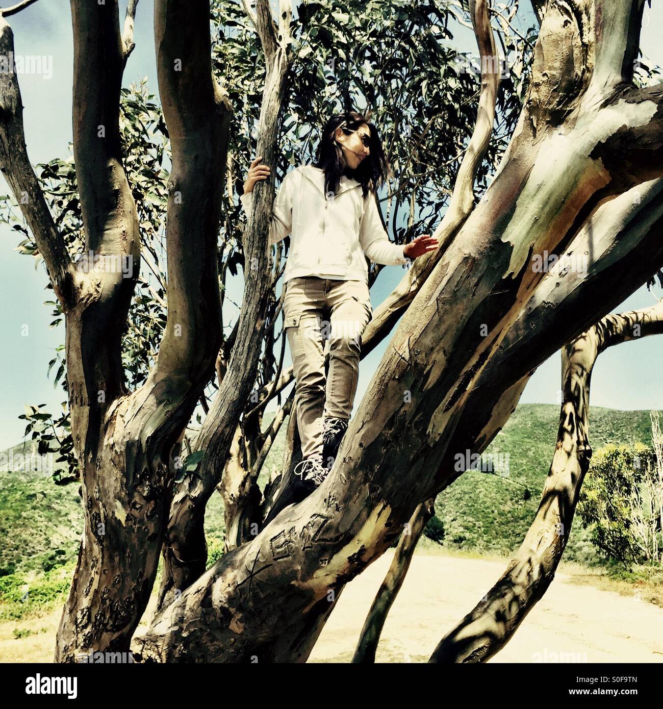 Beautiful brunette young woman descends from treetop in the coastal mountains of Northern California. McNee Ranch, California, USA. - Smartphone Captured Stock Image