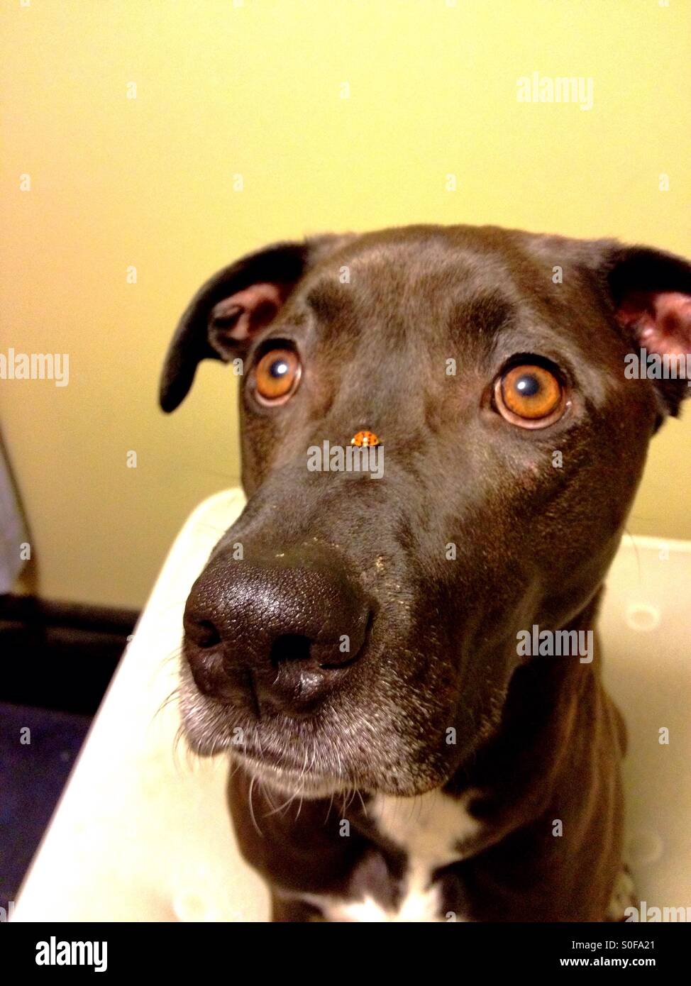 Lab Pitbull Mix Puppy Brown