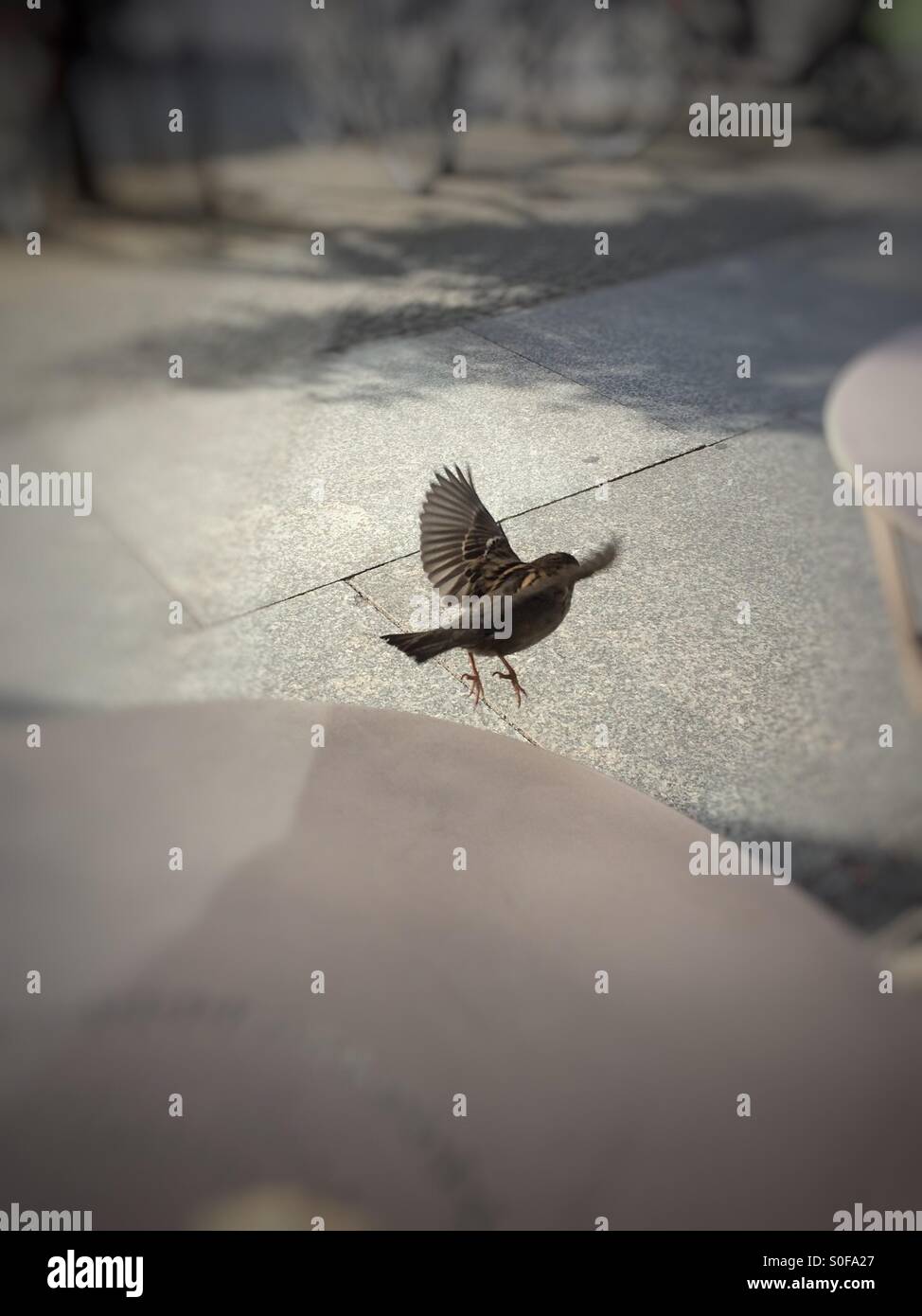 Time to fly - Smartphone Captured Stock Image