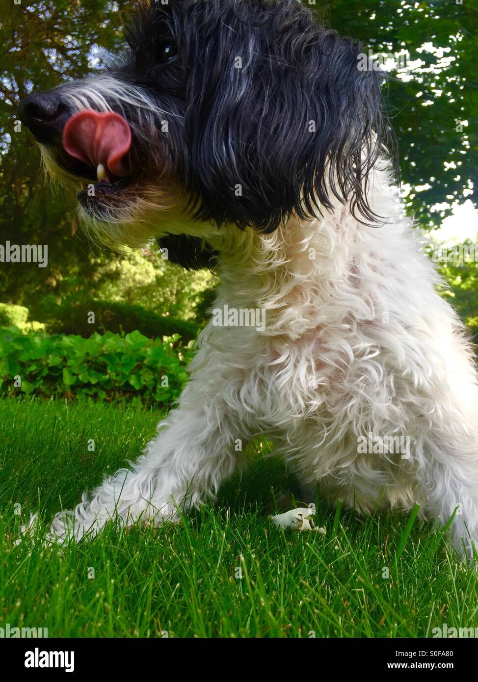 Licking its chops hires stock photography and images Alamy