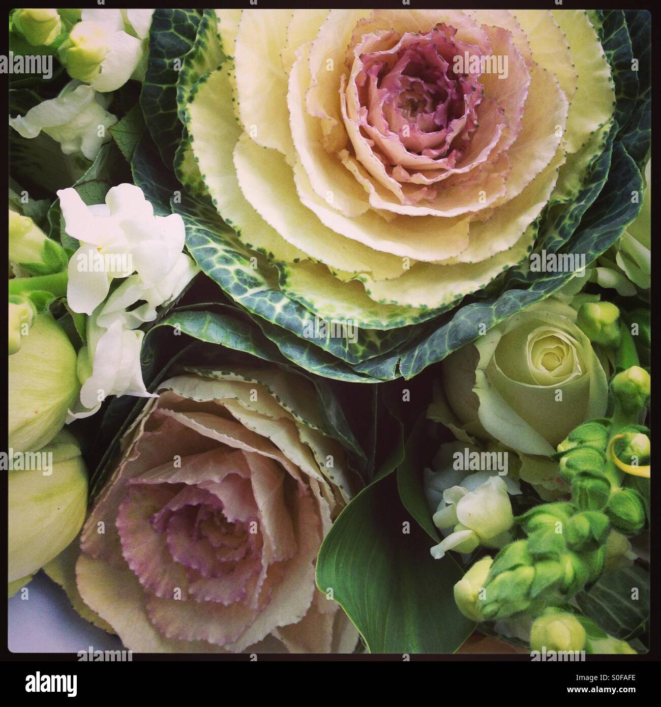 Cabbage flower bouquet Stock Photo Alamy