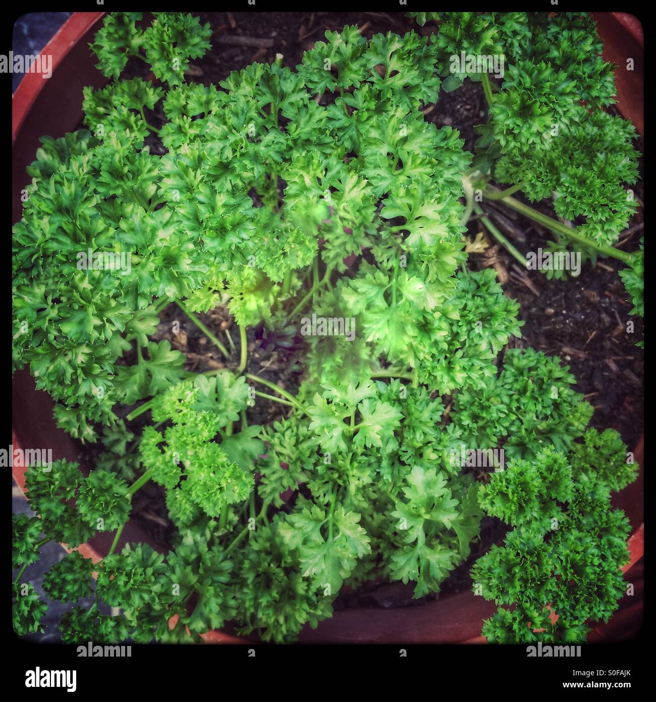 Parsley plant in pot Stock Photo Alamy