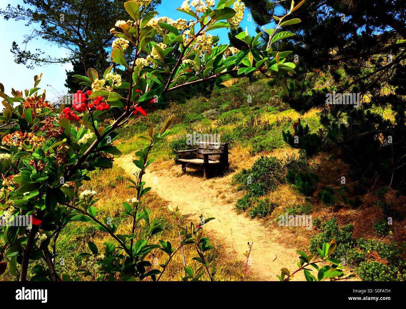 Manzanitas burgeoning with June flowers and berries make an idyllic frame for a welcoming  old bench. Trail in McNee Ranch State Park, California, USA. - Smartphone Captured Stock Image