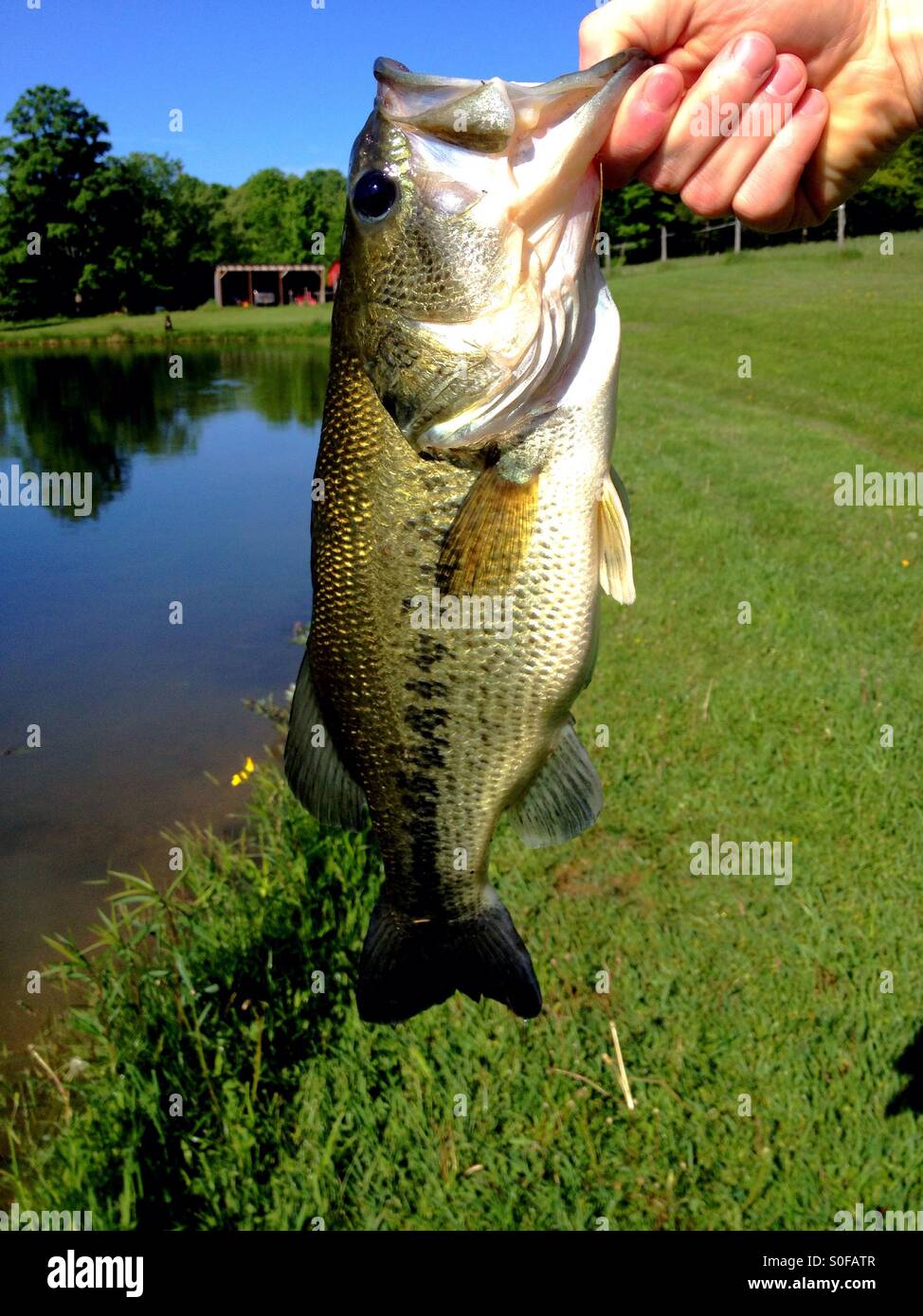 Bass pond hires stock photography and images Alamy