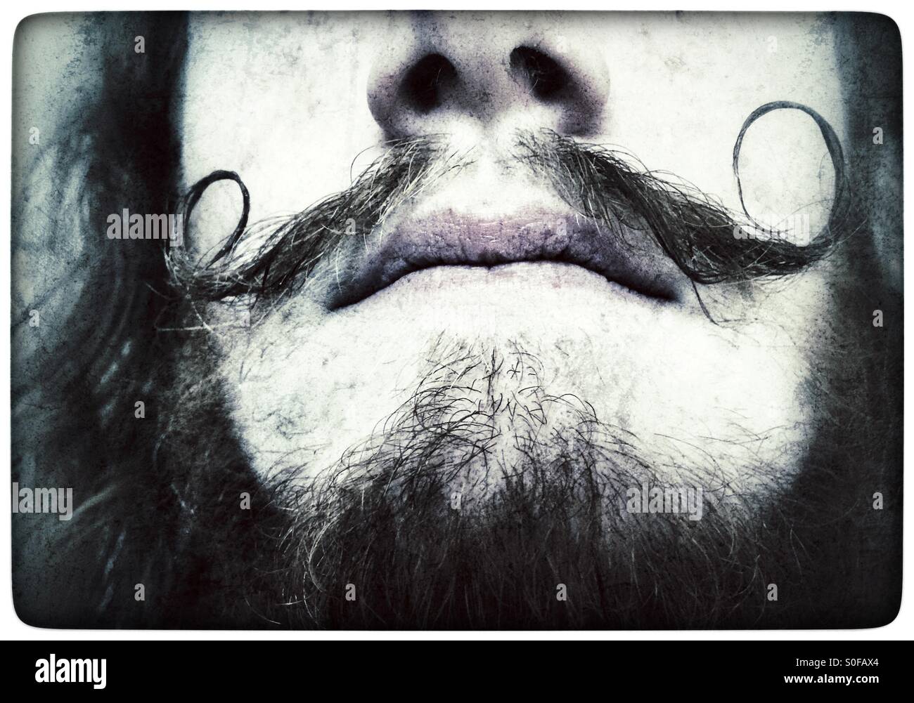 Waxed moustache Stock Photo Alamy