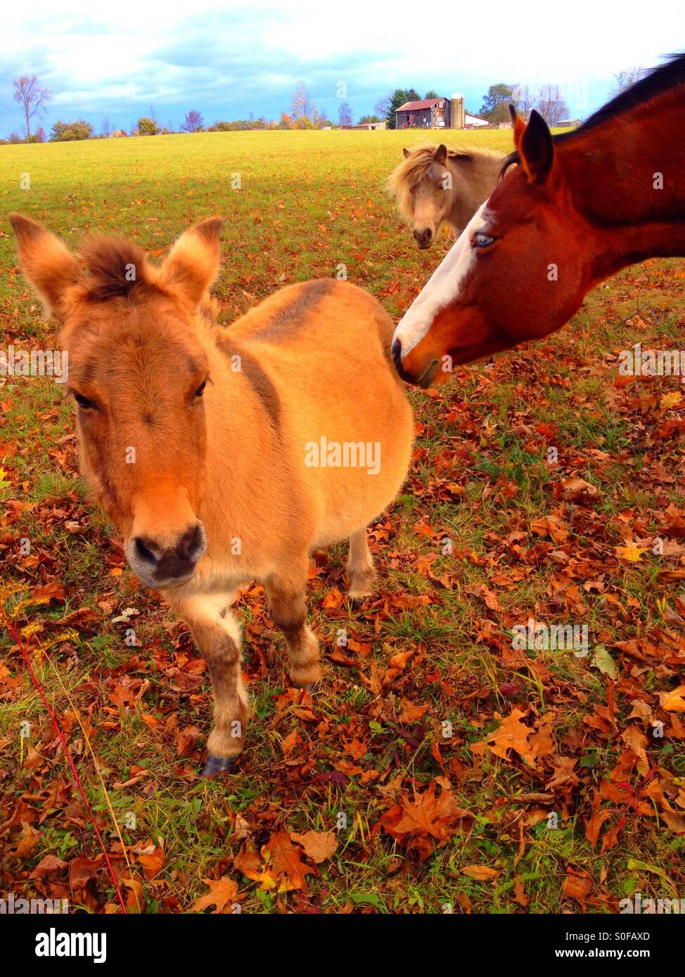 Donkeys and a Horse Stock Photo Alamy