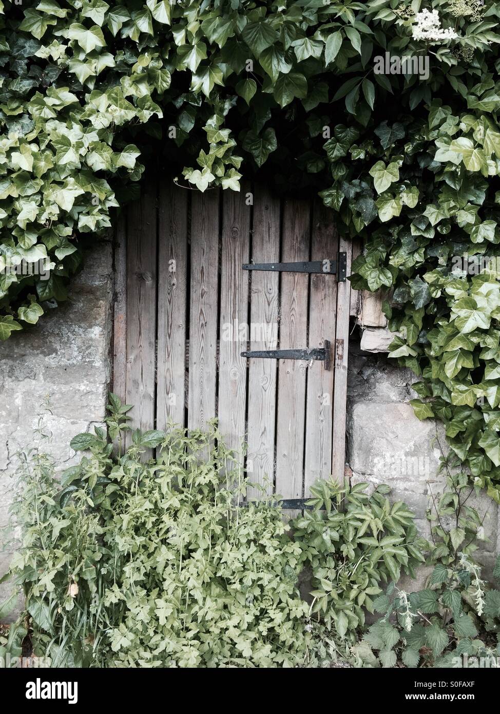 Partly hidden wooden door, slowly being overgrown with foliage - Smartphone Captured Stock Image