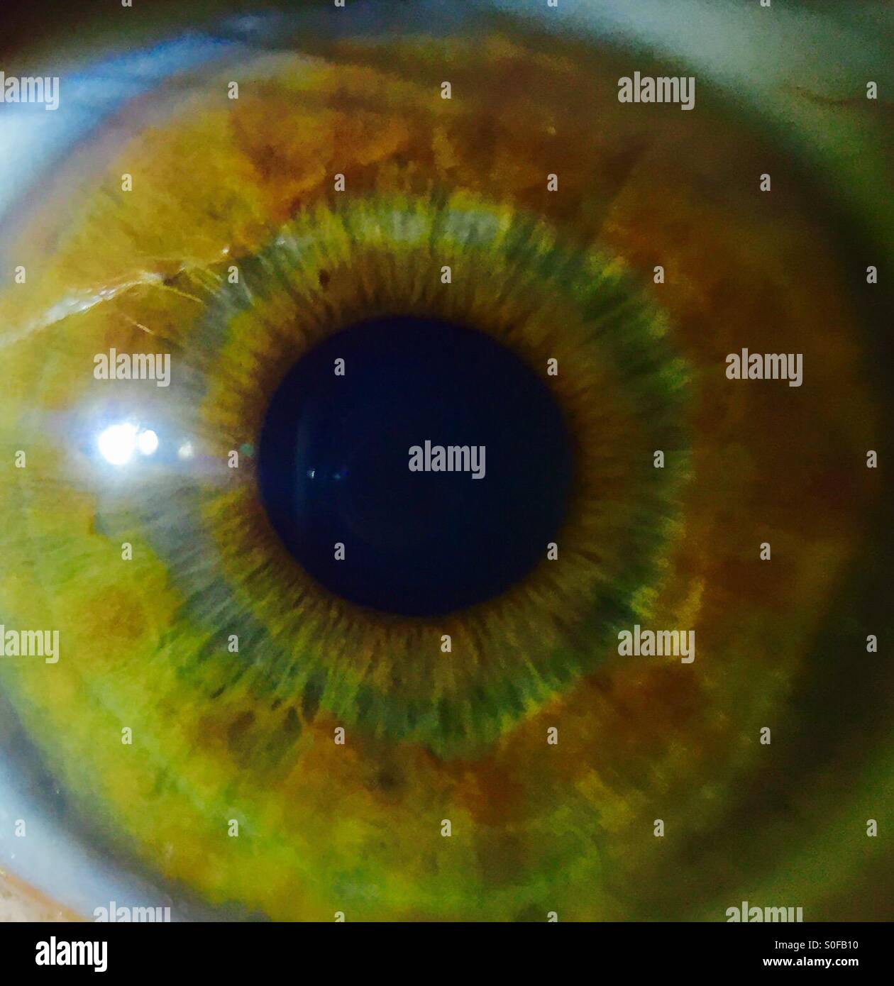 Hazel eye hires stock photography and images Alamy
