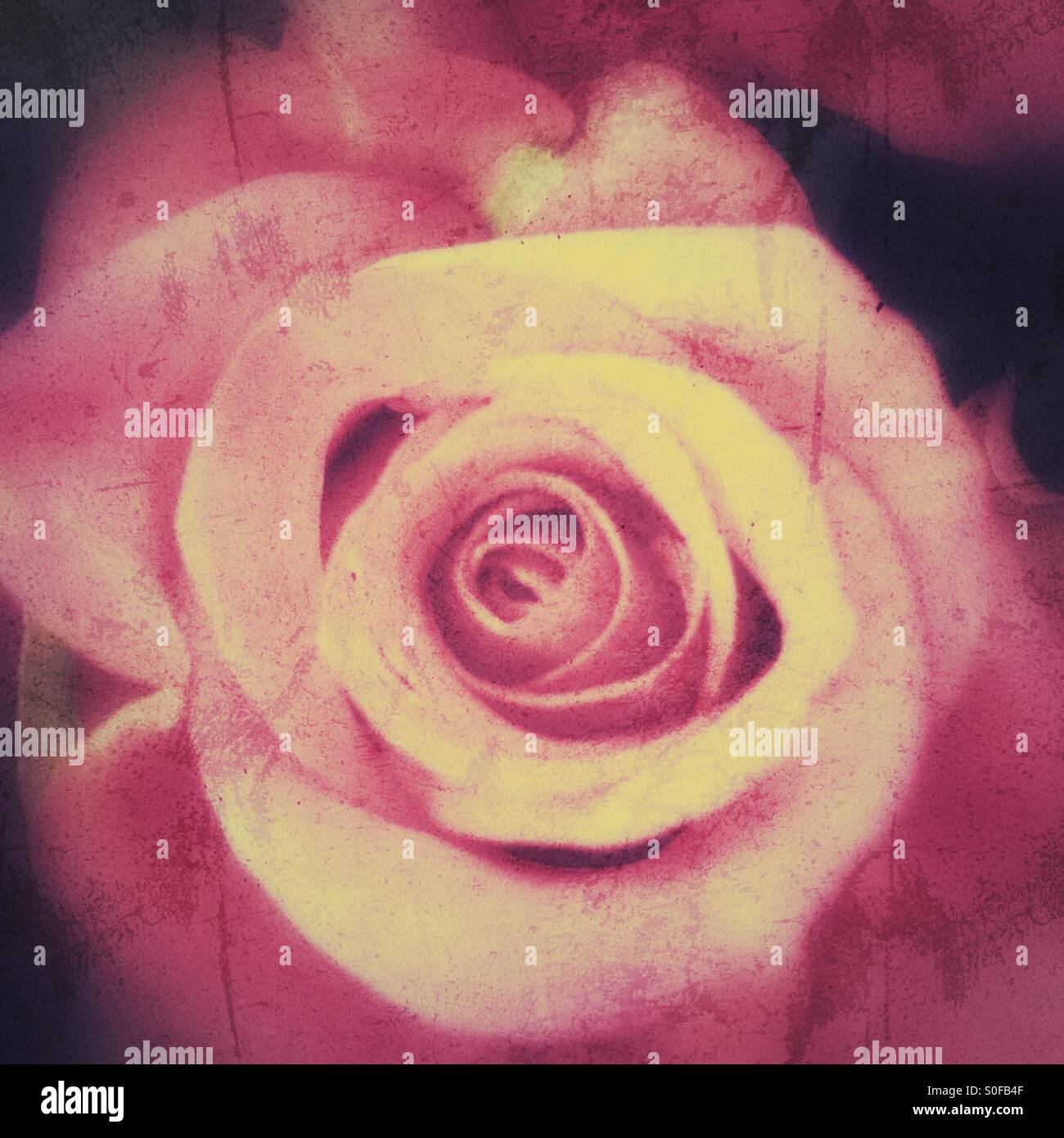 Antique pink rose hi-res stock photography and images - Alamy