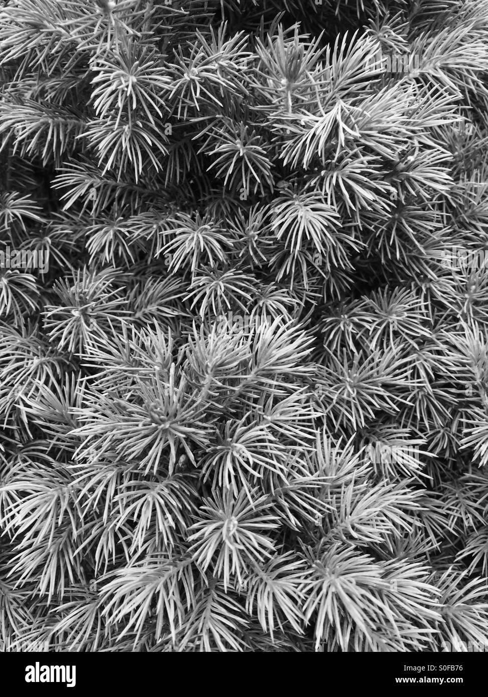 English shrub Black and White Stock Photos & Images - Alamy