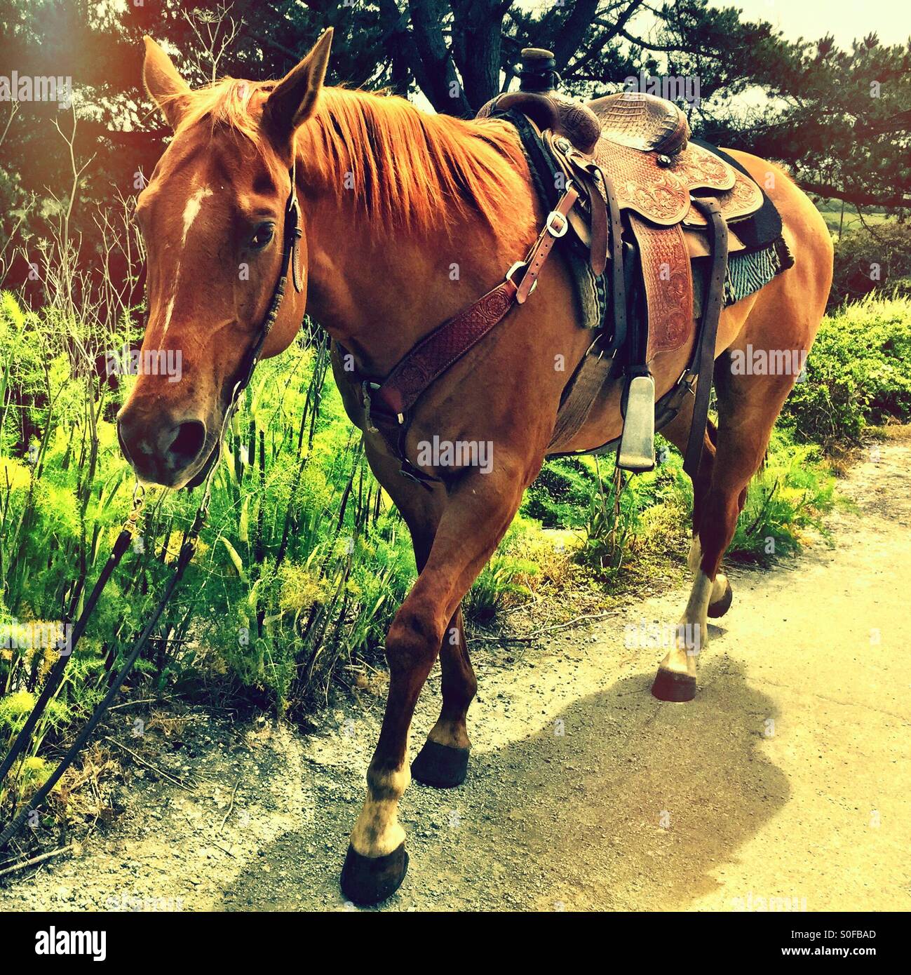 Portrait of a fine pedigree champion chestnut stallion, warming down after a morning ride in the Northern California coastal mountains. - Smartphone Captured Stock Image